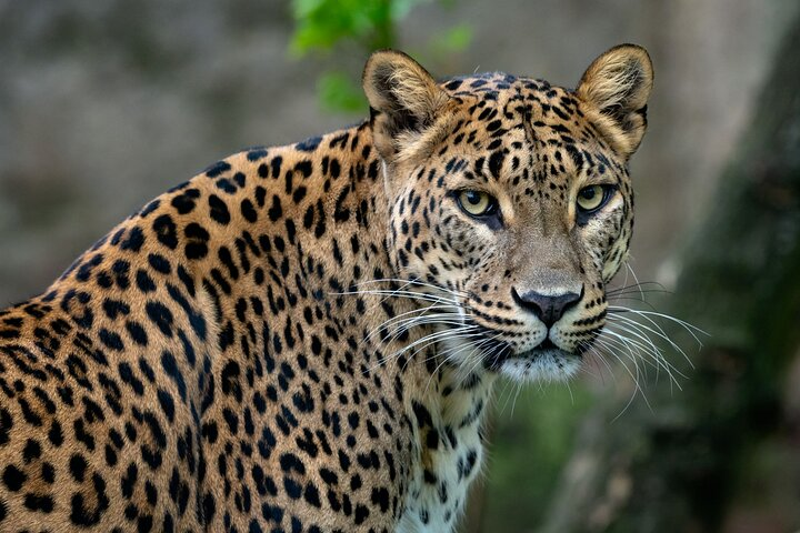 Sri Lankan leopard 